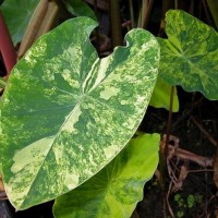 Green Variegated Taro