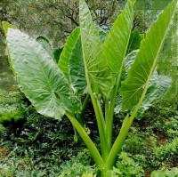 Upright Taro