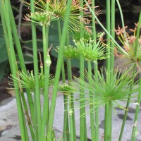 Dwarf Papyrus