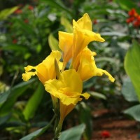 Longwood Yellow Tropical Water Canna