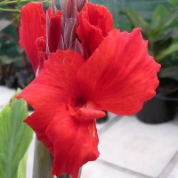 Longwood Red Tropical Water Canna