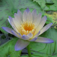 Nymphaea 'Greensmoke'