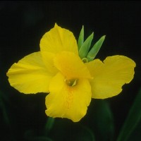 Short Yellow 