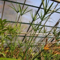 Medium Umbrella Palm