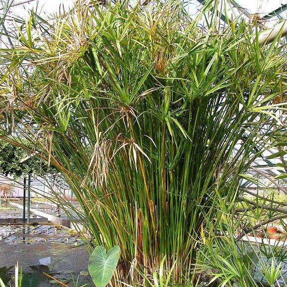 Umbrella Palm Tropical Bog Plants