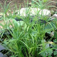 Dwarf Umbrella Palm