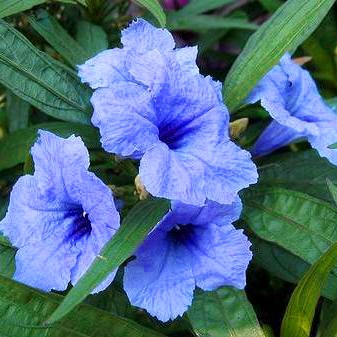 blue bell tropical paradise