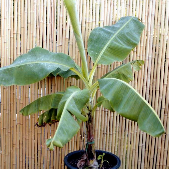 Banana Plant - More Tropical Bog Plants