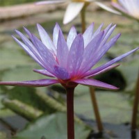 Nymphaea 'Islamorada'