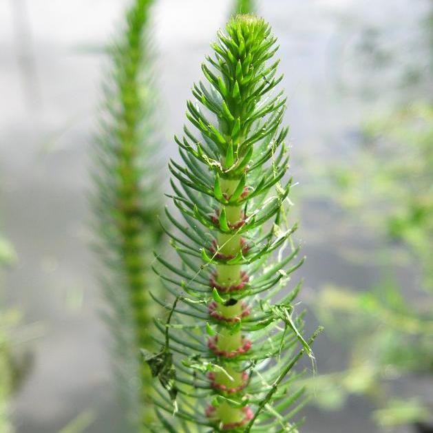 Mare�s Tail More Tropical Bog Plants