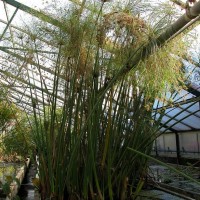 Giant Papyrus