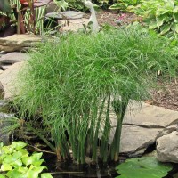 Dwarf Giant Papyrus