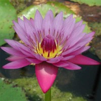 Nymphaea 'Jack Wood'