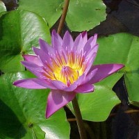 Nymphaea 'Panama Pacific'