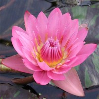 Nymphaea 'Queen of Siam'