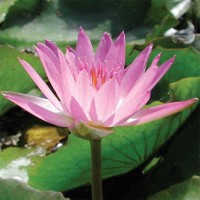 Nymphaea 'Ruby'