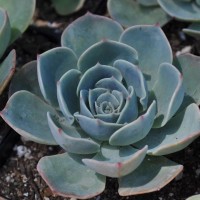 Cool Plant 'Echeveria Elegans'