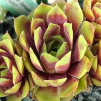 Silver King 'Sempervivum'