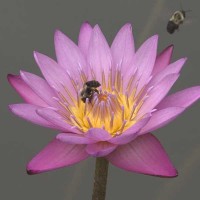 Nymphaea 'Shirley Bryne'
