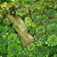 Mix 'Sempervivum'