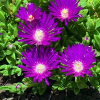 Sequins 'Delosperma Ashtonii'
