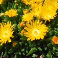 Gold Nugget 'Delosperma Congestum'