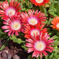 Red Mountain 'Delosperma Dyeri'