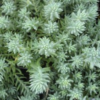 Blue Spruce 'Sedum'