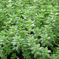 Hispanicum 'Sedum'