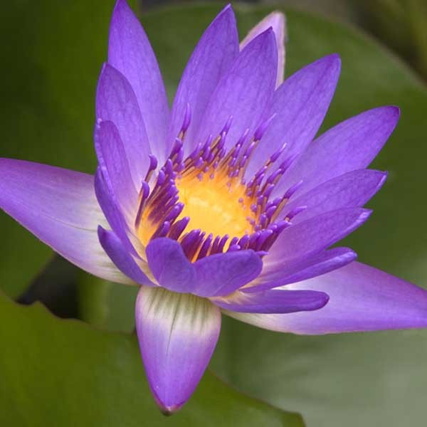 Nymphaea 'Tina' - Medium Spread Tropical Lilies