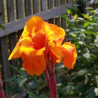 Marmalade Skies Tropical Water Canna