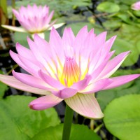 Nymphaea 'Pink Pearl'