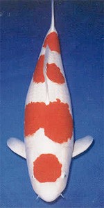 Kohaku