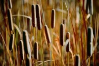 Cattails