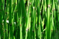 Reeds and Rushes