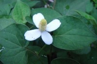 More Hardy Bog Plants