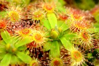 Carnivorous Plants