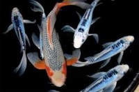Koi - Butterfly (Domestic)