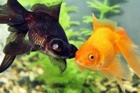 Fantail - Various