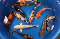Koi (Domestic)
