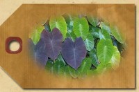 Taro