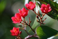 More Tropical Bog Plants