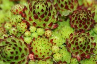 Sempervivum