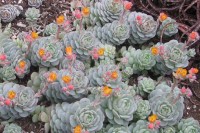 Echeveria