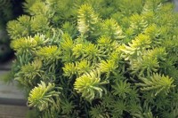 Sedum