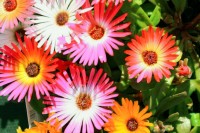 Delosperma