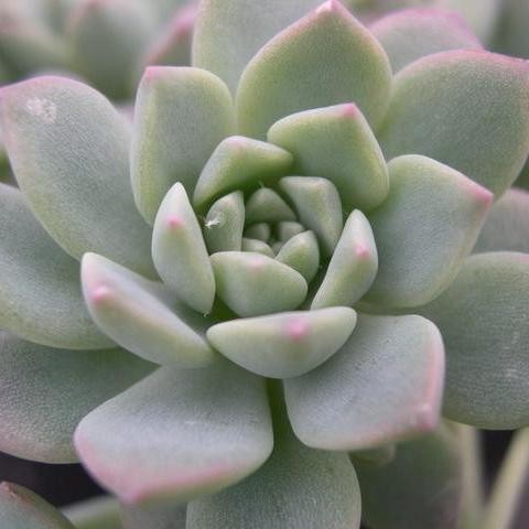 'Echeveria Prolifica' - Echeveria
